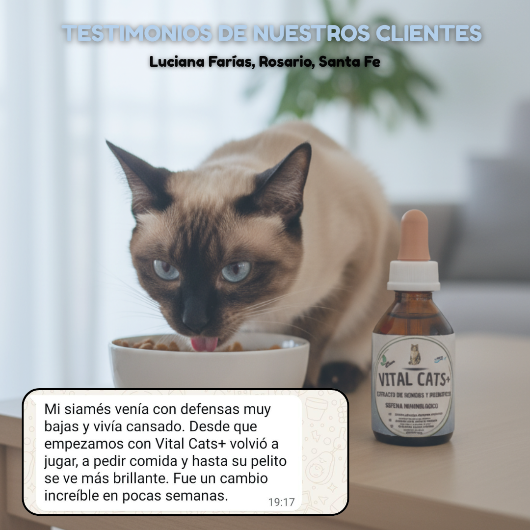Vital Cats - Inmunidad, digestión y vitalidad en un solo producto